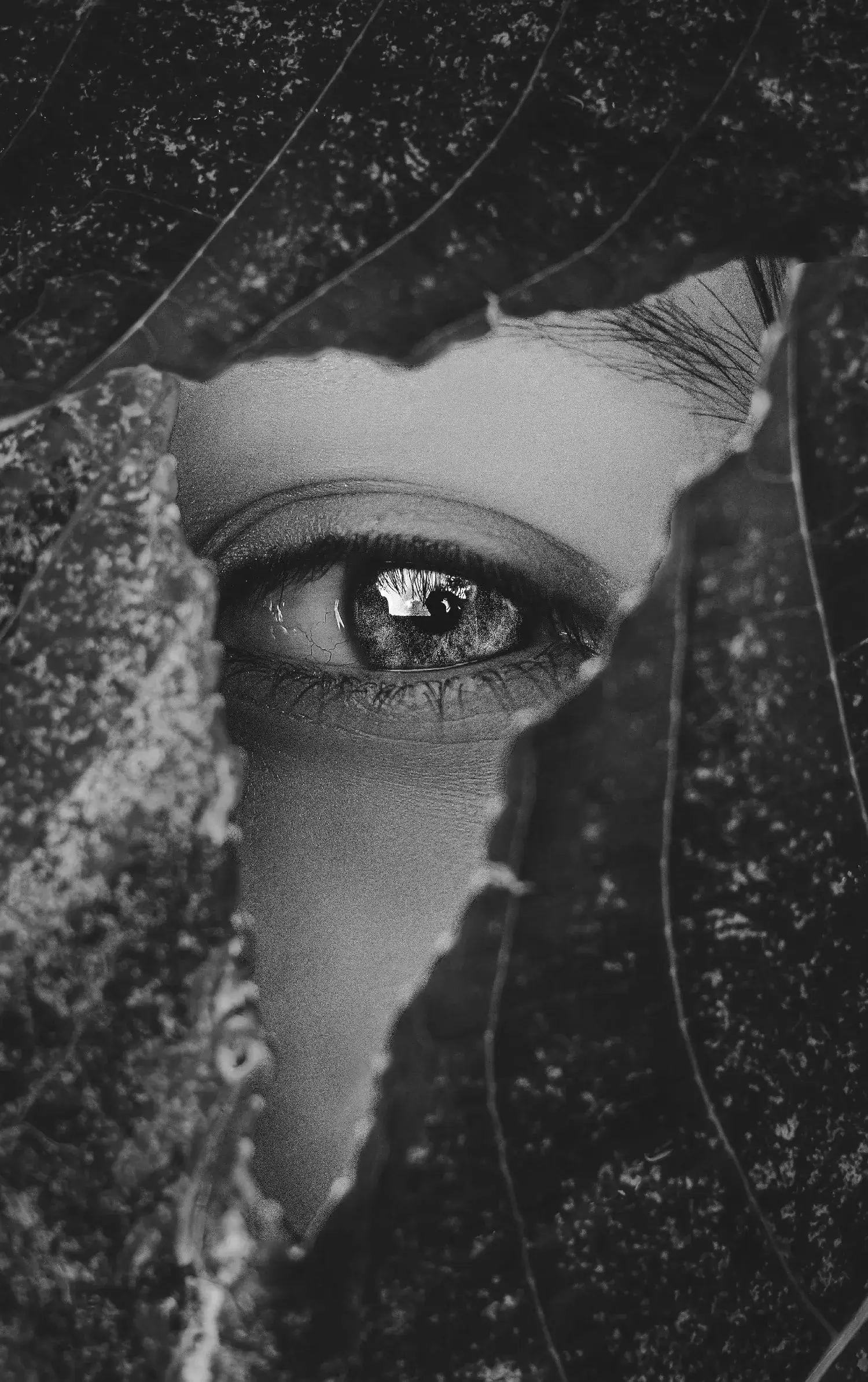 Macro monochrome close up look of an eye peering through a torn textured organic leaf border