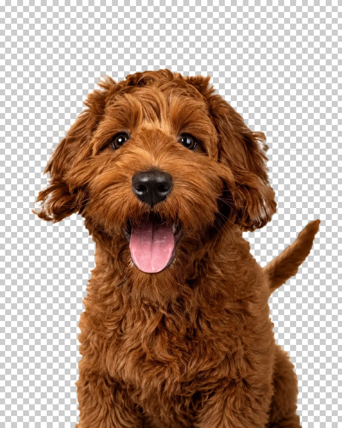 Quick Selection Tool removing background in Photoshop